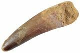 Fossil Spinosaurus Tooth - Feeding Worn Tooth #368081-1